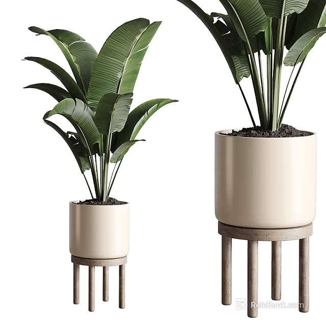 Two Large Leafy Potted Plants In Beige Pots On Wooden Stands 3d model 