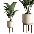 Two Large Leafy Potted Plants In Beige Pots On Wooden Stands