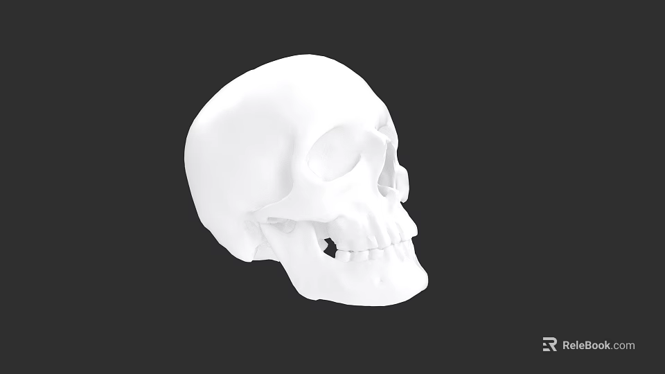 Detailed 3D Rendered White Human Skull Model Side View Against Black Background 3d model 