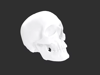 Detailed 3D Rendered White Human Skull Model Side View Against Black Background 3d model