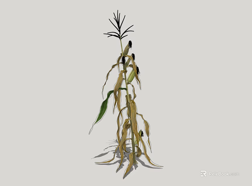 Mature Corn Plant With Dried Stalks Green Leaves And Ripe Corn Cobs 3d model 