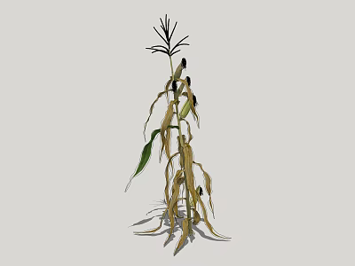 Mature Corn Plant With Dried Stalks Green Leaves And Ripe Corn Cobs 3d model