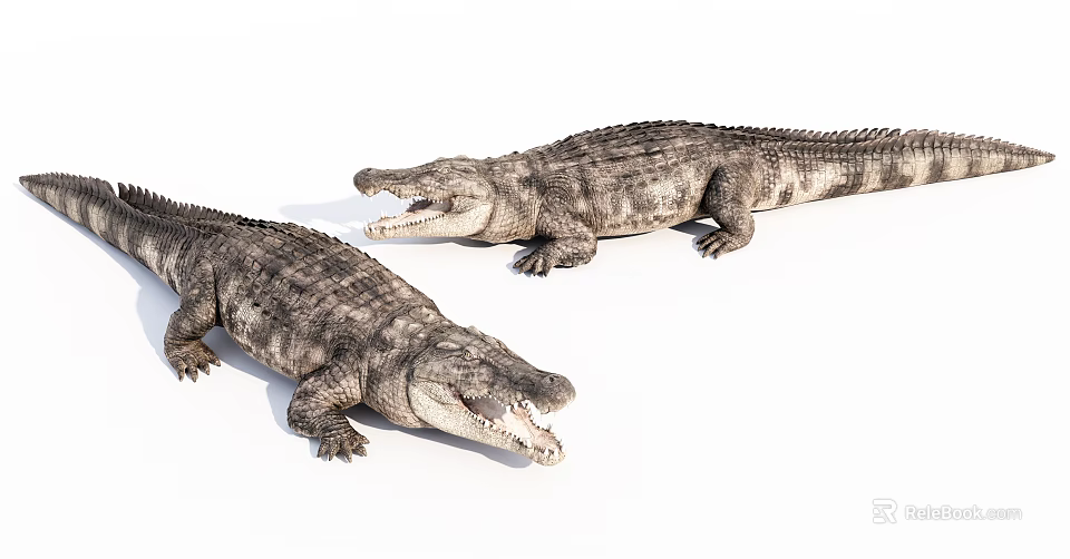 Two Realistic Aquatic Crocodiles Displaying Lifelike Skin Texture And Open Mouths 3d model 