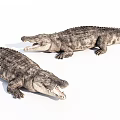 Two Realistic Aquatic Crocodiles Displaying Lifelike Skin Texture And Open Mouths