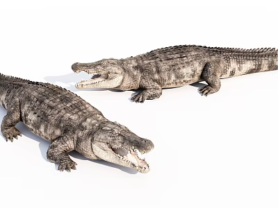 Two Realistic Aquatic Crocodiles Displaying Lifelike Skin Texture And Open Mouths 3d model