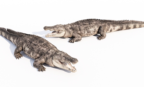 Modern Crocodile 3d model