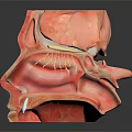 Human Head Organ Anatomical Model Showing Detailed Internal Eye And Nasal Cavity Structures