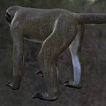 Brown And White Monkey With Long Tail Standing On Grassland Showing Fierce Look