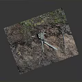 Natural Forest Floor Scene With Tree Stump Exposed Roots Soil And Vegetation