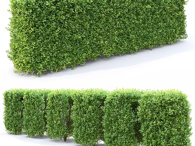 Garden Topiary Hedge Features With Neatly Trimmed Green Shapes For Outdoor Landscaping Design 3d model
