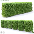 Garden Topiary Hedge Features With Neatly Trimmed Green Shapes For Outdoor Landscaping Design