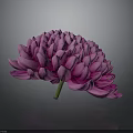 Pink Chrysanthemum with Layered Petals and Green Stem Against Dark Background