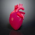 Anatomical 3D Model of Human Heart for Medical Education and Study
