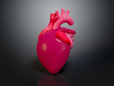 Anatomical 3D Model of Human Heart for Medical Education and Study 3d model