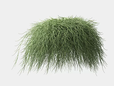 Green Round Grass Plant With Slender Leaves For Garden Landscaping And Decorative Use 3d model
