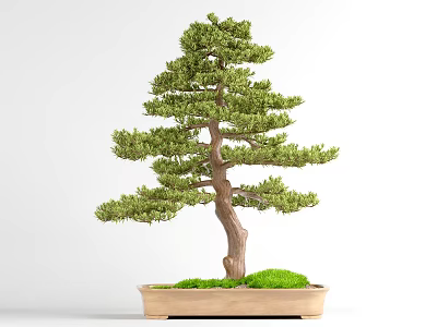 Decorative Bonsai Plant With Green Foliage Brown Trunk In Rectangular Pot And Moss 3d model