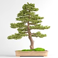 Decorative Bonsai Plant With Green Foliage Brown Trunk In Rectangular Pot And Moss