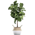 Large Green Leaf Potted Plants in Woven Baskets and Ceramic Pots for Home Decor