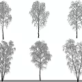 Snow Covered Birch Trees With White Branches And Snowy Foliage In Winter