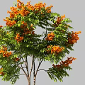 Ornamental Trees With Colorful Foliage In Green Red Orange And Yellow
