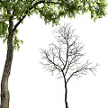 Modern Trees 3d model