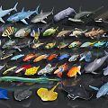 Collection of Various Aquatic Animals Including Sharks Tropical Fish Whales and Rays