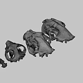 Various Animal Skulls Display With Labeled Letters For Educational Purpose