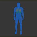 Human Head Organs 3D Anatomical Model Showing Detailed Facial Organ Structures