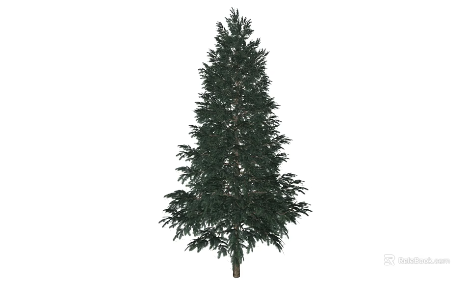 Evergreen Tree With Tall Straight Trunk And Lush Green Foliage In Garden 3d model 