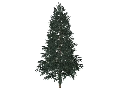 Evergreen Tree With Tall Straight Trunk And Lush Green Foliage In Garden 3d model