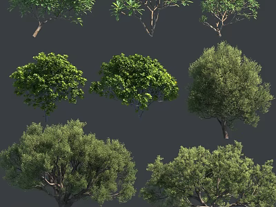 Various Types of Lush Green Trees with Diverse Foliage and Growth Forms 3d model