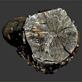 Natural Rustic Wooden Tree Stump With Surface Cracks And Stone Like Texture