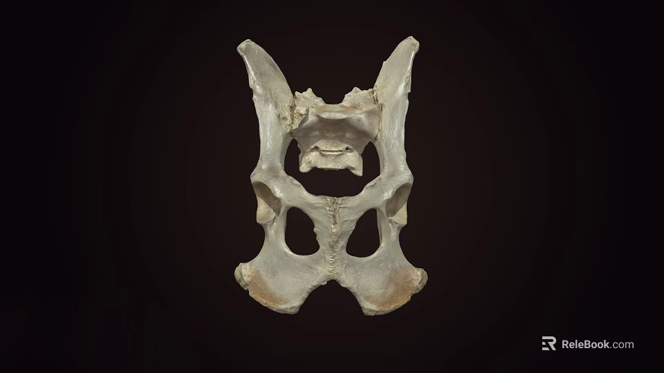 Anatomical Structure Of Light Colored Animal Pelvis Skeleton On Dark Background 3d model 
