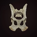 Anatomical Structure Of Light Colored Animal Pelvis Skeleton On Dark Background