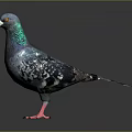 Pigeon With Blue Green Feathers Red Eyes And Pink Feet On Dark Background