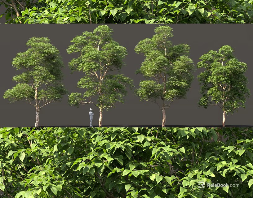 Lush Green Arbor Trees Displaying Various Growth Forms With Vibrant Foliage In Natural Scene 3d model 