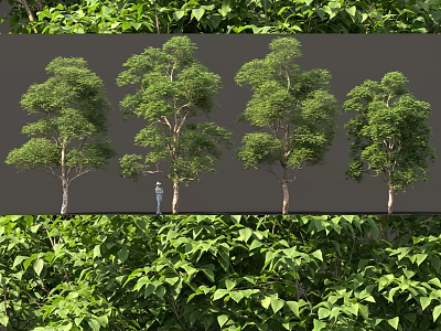 Lush Green Arbor Trees Displaying Various Growth Forms With Vibrant Foliage In Natural Scene 3d model