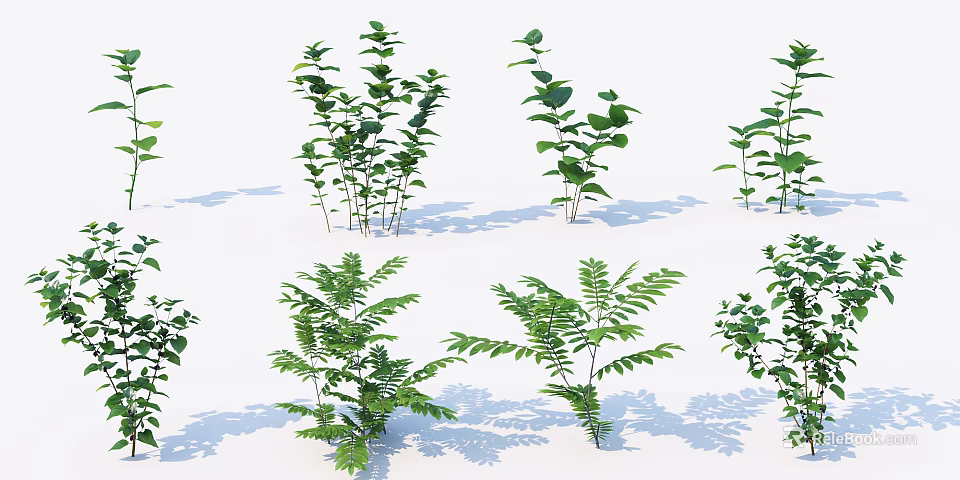 Green Plants with Various Leaf Shapes and Different Heights on White Background with Natural Shadows 3d model 