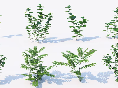 Green Plants with Various Leaf Shapes and Different Heights on White Background with Natural Shadows 3d model