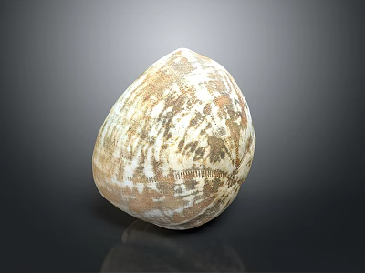 Shellfish With Beautiful Brown And White Patterned Shell On Black Background 3d model