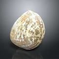 Shellfish With Beautiful Brown And White Patterned Shell On Black Background