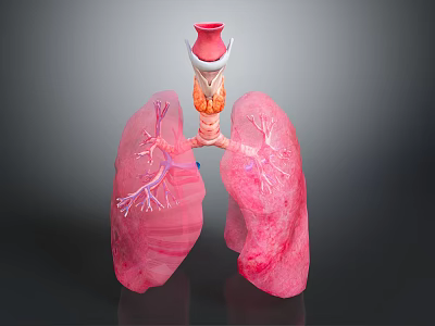 Human Thoracic Organs 3D Anatomical Model Showing Lungs And Trachea Structure 3d model