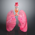 Human Thoracic Organs 3D Anatomical Model Showing Lungs And Trachea Structure 3d model