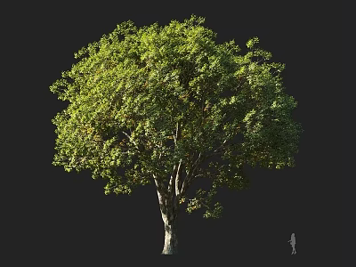 Lush Green Arbor With Dense Foliage Strong Trunk And Healthy Canopy 3d model