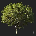 Lush Green Arbor With Dense Foliage Strong Trunk And Healthy Canopy