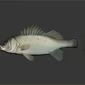 Realistic Silver Spotted Bass Fish on Gray Background With Reflection