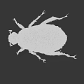 Close Up View Of Green Beetle With Shiny Exoskeleton On Black Background