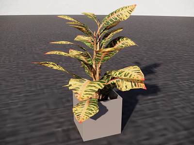 Bonsai Plant With Variegated Yellow Green Leaves In Square Modern Pot 3d model