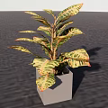 Bonsai Plant With Variegated Yellow Green Leaves In Square Modern Pot