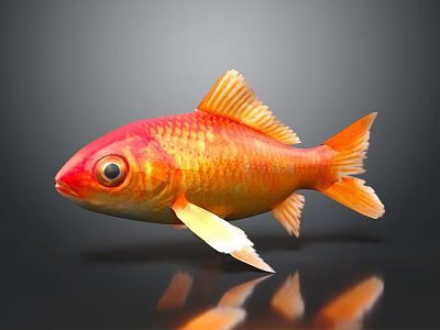 Vibrant Red And Orange Goldfish With Shimmering Fins And Reflection On Dark Background 3d model